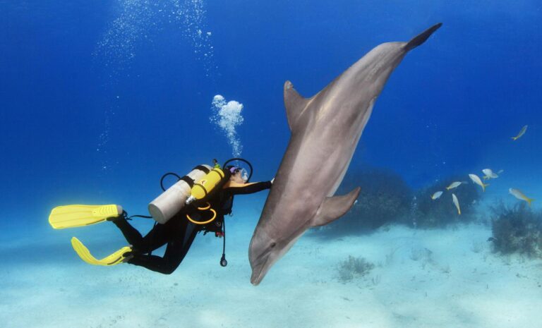 Delfinschwimmen Hurghada