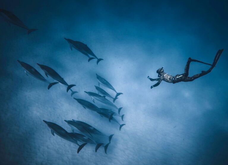 Schnorchler mit Delfinen im Roten Meer