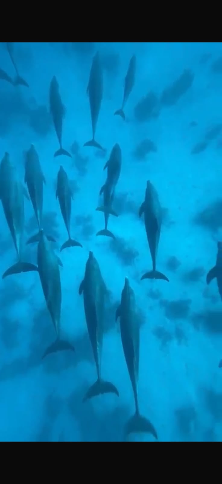 Delfinschule im offenen Meer beim Dolphin House