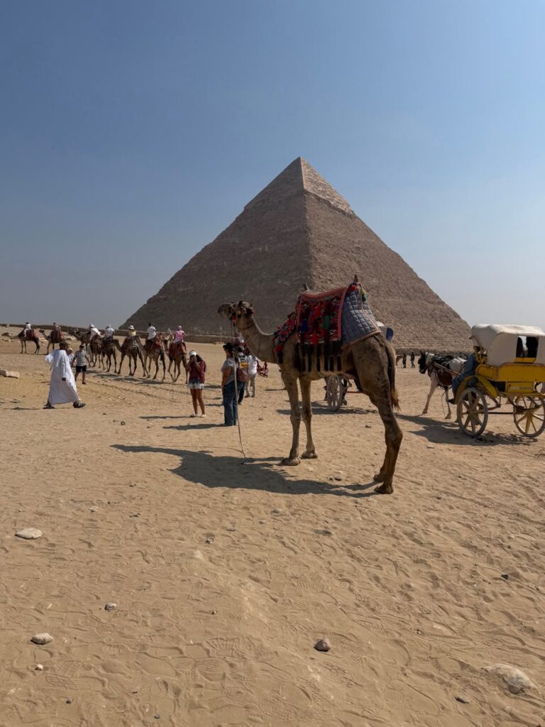 Kamele vor einer Pyramide in Gizeh