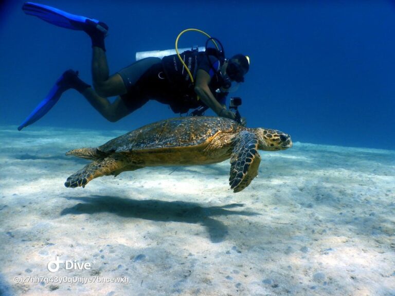 Taucher schwimmt neben einer Meeresschildkroete ueber sandigem Grund im Roten Meer